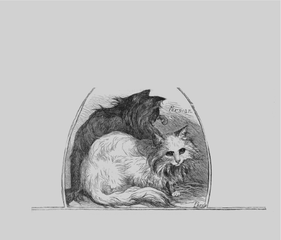 Персийска котка — 19 век