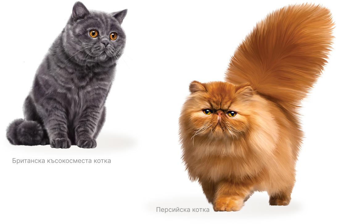 Индивидуална (ВИП) диета OPTIMUS за котка